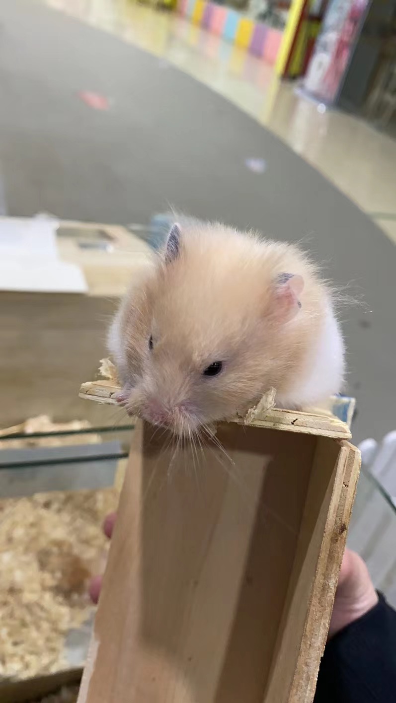 金丝熊